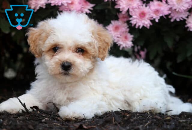 Sweet Bichpoo puppy with soft white and apricot fur lying down on mulch in front of pink flowers, gazing gently at the camera with dark round eyes. image