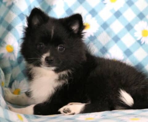 Max Pomeranian