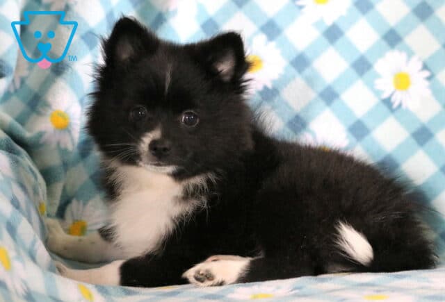 Max Pomeranian image