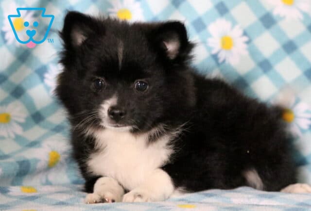 Max Pomeranian2 image