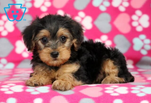 Mckenzie Yorkiepoo image