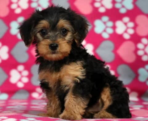 Mckenzie Yorkiepoo2 Mckenzie Yorkiepoo2