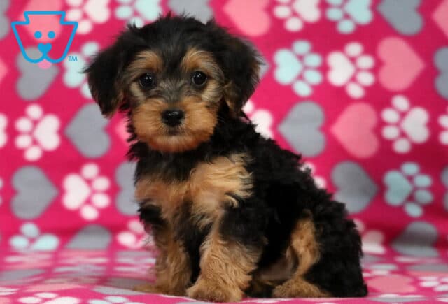 Mckenzie Yorkiepoo2 image