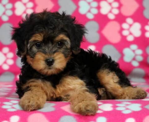 Meadow Yorkiepoo Meadow Yorkiepoo