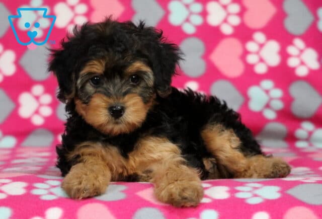 Meadow Yorkiepoo image