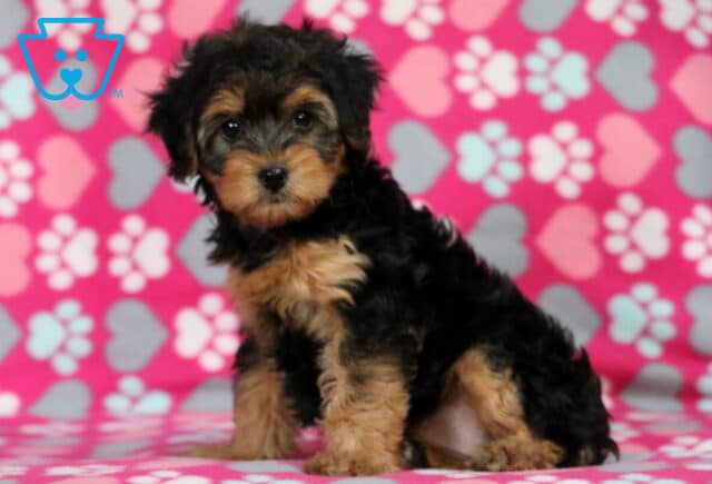 Meadow Yorkiepoo2 image