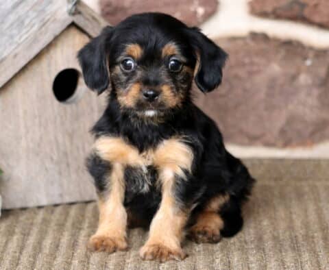 Mia Yorkie Mix