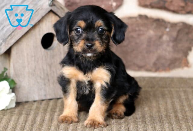 Mia Yorkie Mix image