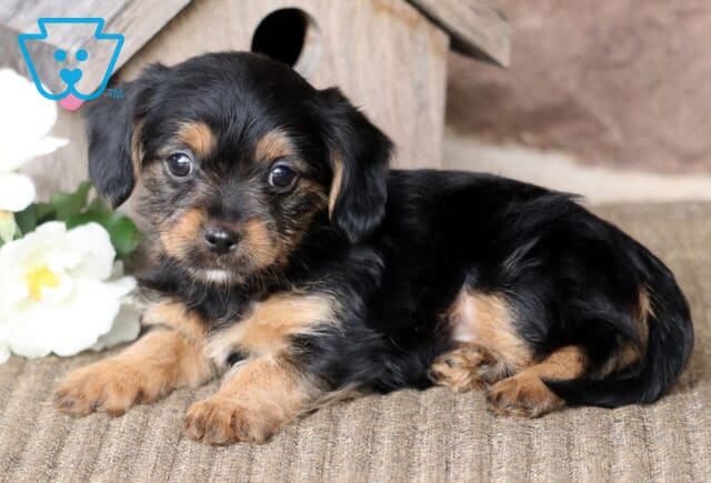 Mia Yorkie Mix2 image