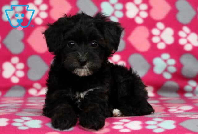 Mia Yorkiepoo image