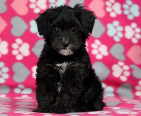 Mia Yorkiepoo2 Mia Yorkiepoo2