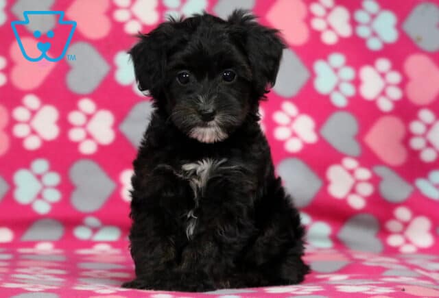 Mia Yorkiepoo2 image