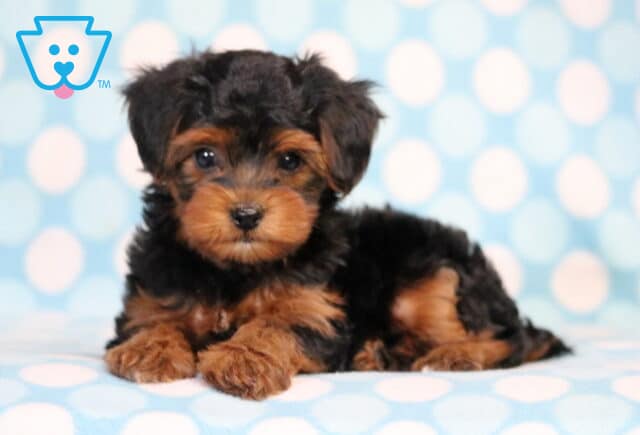 Mika Yorkiepoo image