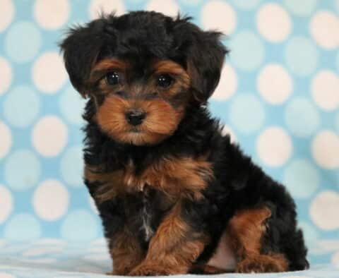 Mika Yorkiepoo2 Mika Yorkiepoo2