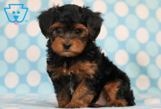 Mika Yorkiepoo2 image