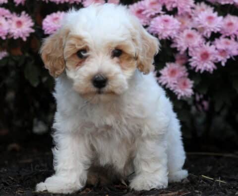 Fluffy Bichpoo puppy with soft white and apricot fur sitting on dark soil in front of blooming pink flowers, giving a calm and gentle look to the camera.