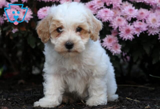 Fluffy Bichpoo puppy with soft white and apricot fur sitting on dark soil in front of blooming pink flowers, giving a calm and gentle look to the camera. image