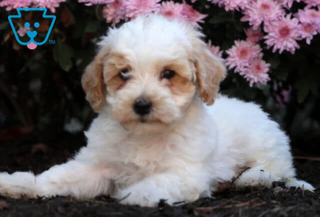 Adorable Bichpoo puppy with fluffy white and apricot fur lying on the ground in front of pink flowers, looking softly into the camera with a relaxed pose. image
