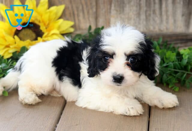 Charming Cavachon puppy with fluffy black and white fur lying on a wooden porch, gazing up with wide dark eyes beside a sunflower and green leaves.I’m image