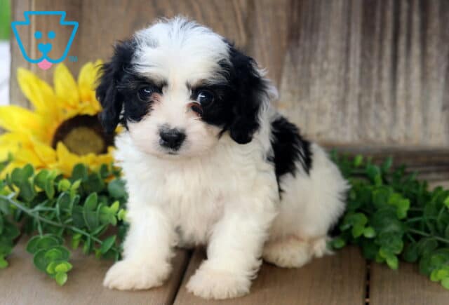Cute black and white Cavachon puppy sitting on a wooden porch, posing sweetly in front of a sunflower and greenery. image
