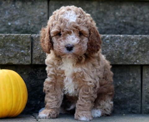 Fluffy Cockapoo puppy with a curly light brown and white coat sitting on stone steps beside a small yellow pumpkin, looking sweetly at the camera.