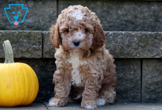 Fluffy Cockapoo puppy with a curly light brown and white coat sitting on stone steps beside a small yellow pumpkin, looking sweetly at the camera. image