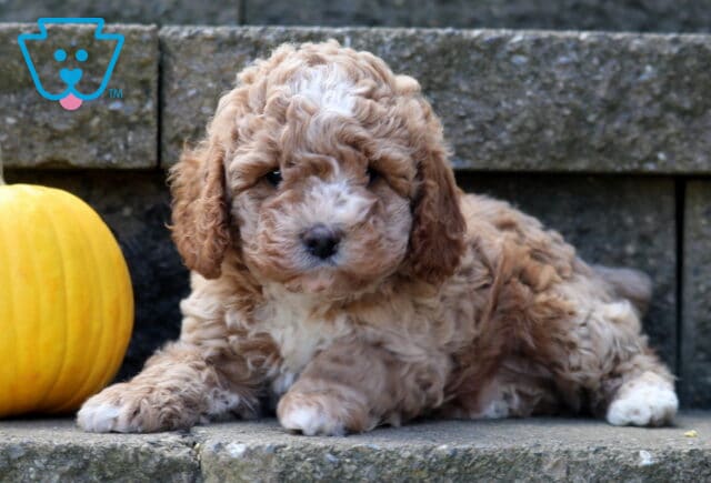 Curly-coated Cockapoo puppy with a light brown and white coat lying on stone steps beside a small yellow pumpkin, looking calm and cozy. image