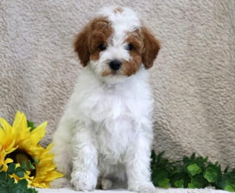 Charming Mini Poodle puppy with a fluffy white coat and reddish-brown patches on the ears and face, sitting on a beige blanket surrounded by green leaves and yellow sunflowers.