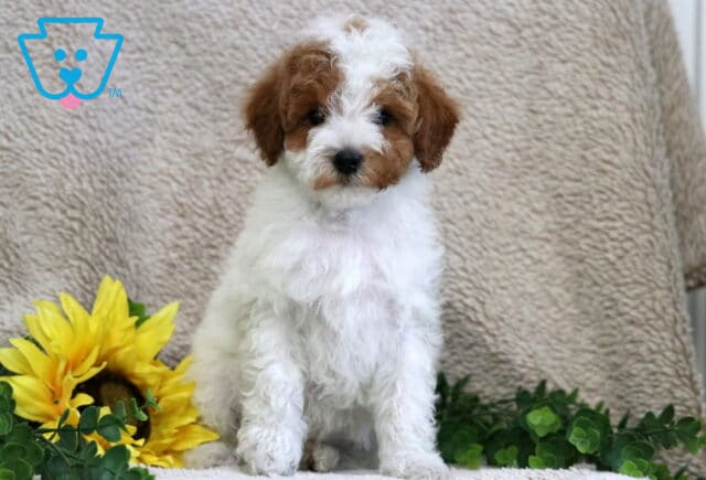 Miles Mini Poodle image