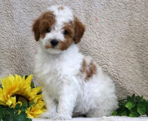 Miles Mini Poodle2 Miles Mini Poodle2