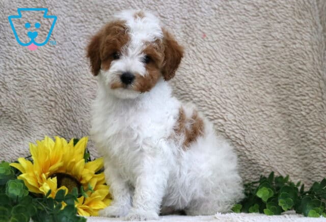 Miles Mini Poodle2 image