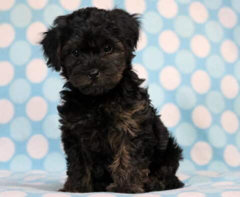 Miles Yorkiepoo Miles Yorkiepoo