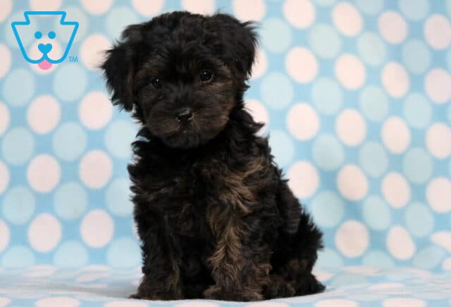 Miles Yorkiepoo image