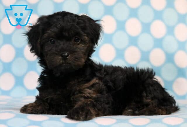 Miles Yorkiepoo2 image
