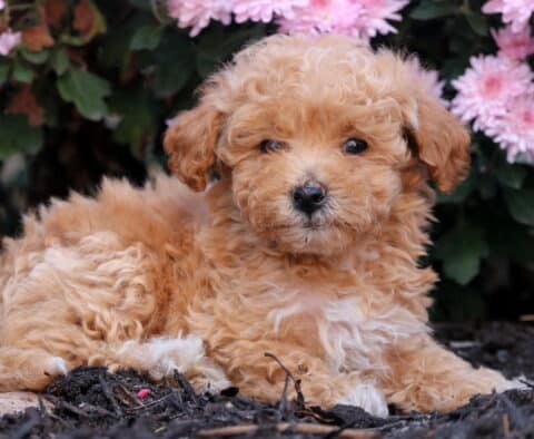 Fluffy apricot Bichpoo puppy lying on the ground in front of pink flowers, showing off its soft curls and gentle dark eyes.