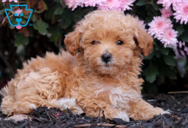 Fluffy apricot Bichpoo puppy lying on the ground in front of pink flowers, showing off its soft curls and gentle dark eyes. image