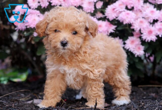Curly apricot Bichpoo puppy standing on mulch with a white chest and paws, looking curiously at the camera in front of a backdrop of pink flowers. image