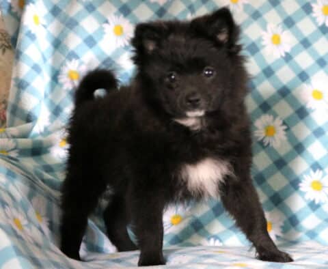 Milly Pomeranian