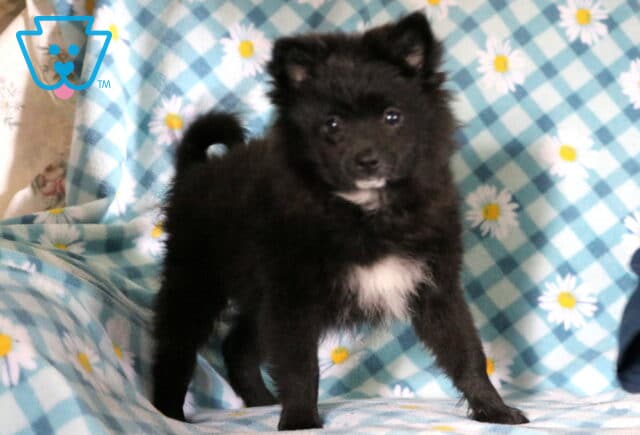 Milly Pomeranian image