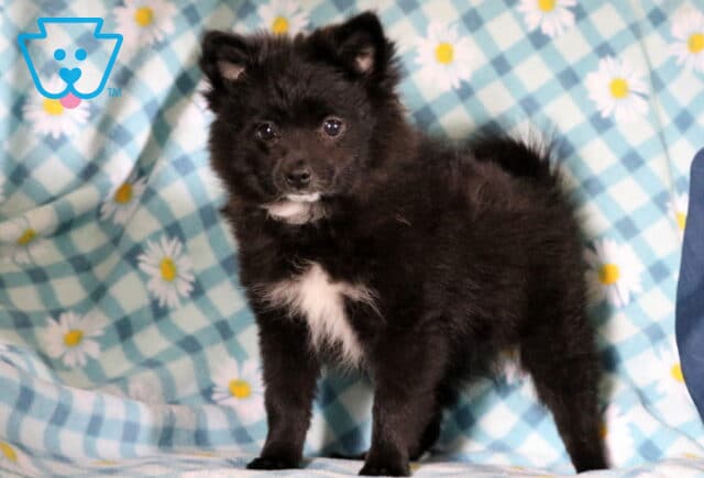 Milly Pomeranian2 image