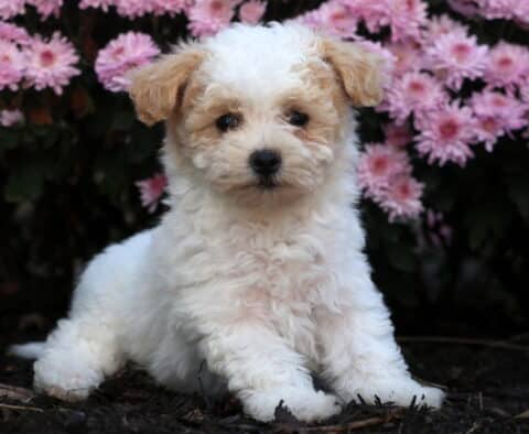 Charming Bichpoo puppy with fluffy white and apricot curls sitting on mulch in front of pink flowers, looking directly at the camera with a sweet expression.