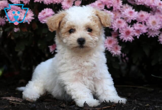 Charming Bichpoo puppy with fluffy white and apricot curls sitting on mulch in front of pink flowers, looking directly at the camera with a sweet expression. image