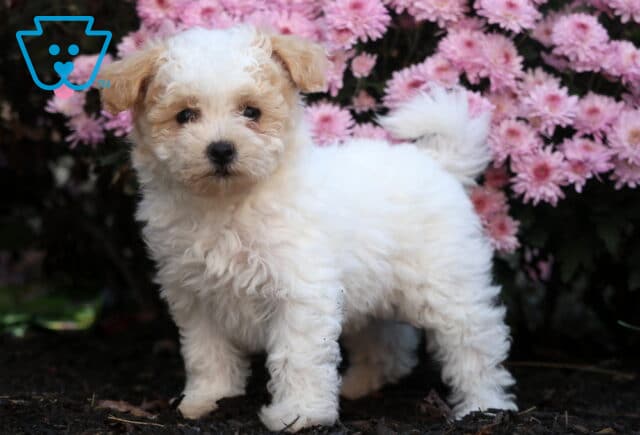 Playful Bichpoo puppy with soft white and apricot fur standing on mulch with its tail curled up, surrounded by blooming pink flowers in the background. image