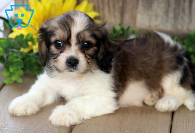 Sweet Cavachon puppy with soft brown, black, and white fur lying on a wooden porch, looking up with big soulful eyes next to a sunflower and greenery. image