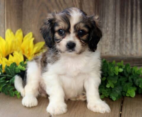 Fluffy Cavachon puppy with soft brown and white fur sitting on a wooden porch, framed by green leaves and bright yellow sunflowers.