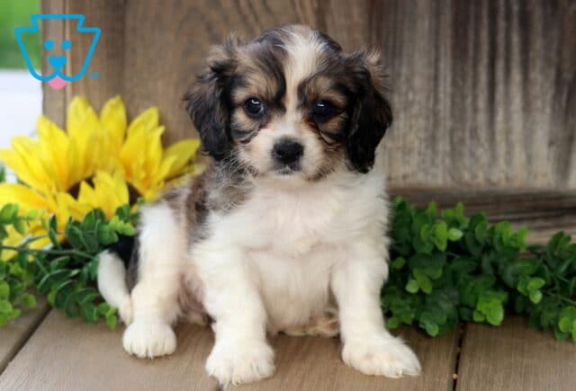 Fluffy Cavachon puppy with soft brown and white fur sitting on a wooden porch, framed by green leaves and bright yellow sunflowers. image