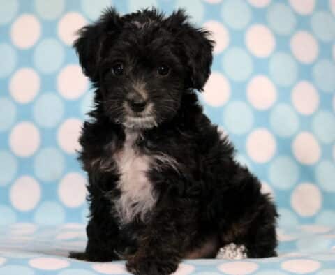 Monty Yorkiepoo Monty Yorkiepoo