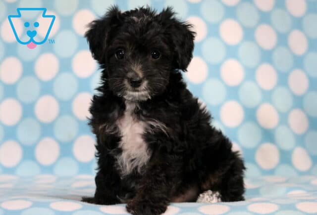 Monty Yorkiepoo image