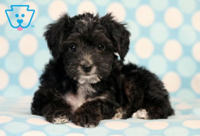 Monty Yorkiepoo2 image