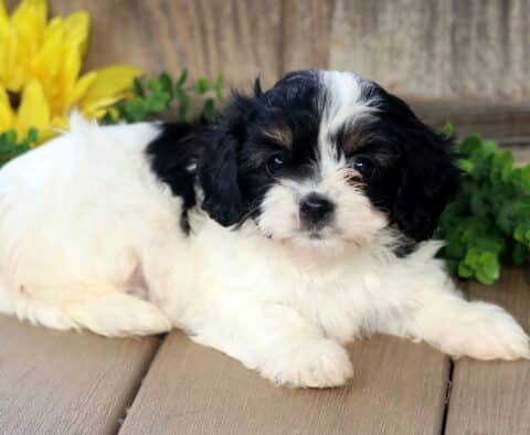 Adorable Cavachon puppy with fluffy black and white fur lying down on a wooden floor, surrounded by greenery and a bright yellow sunflower in the background.
